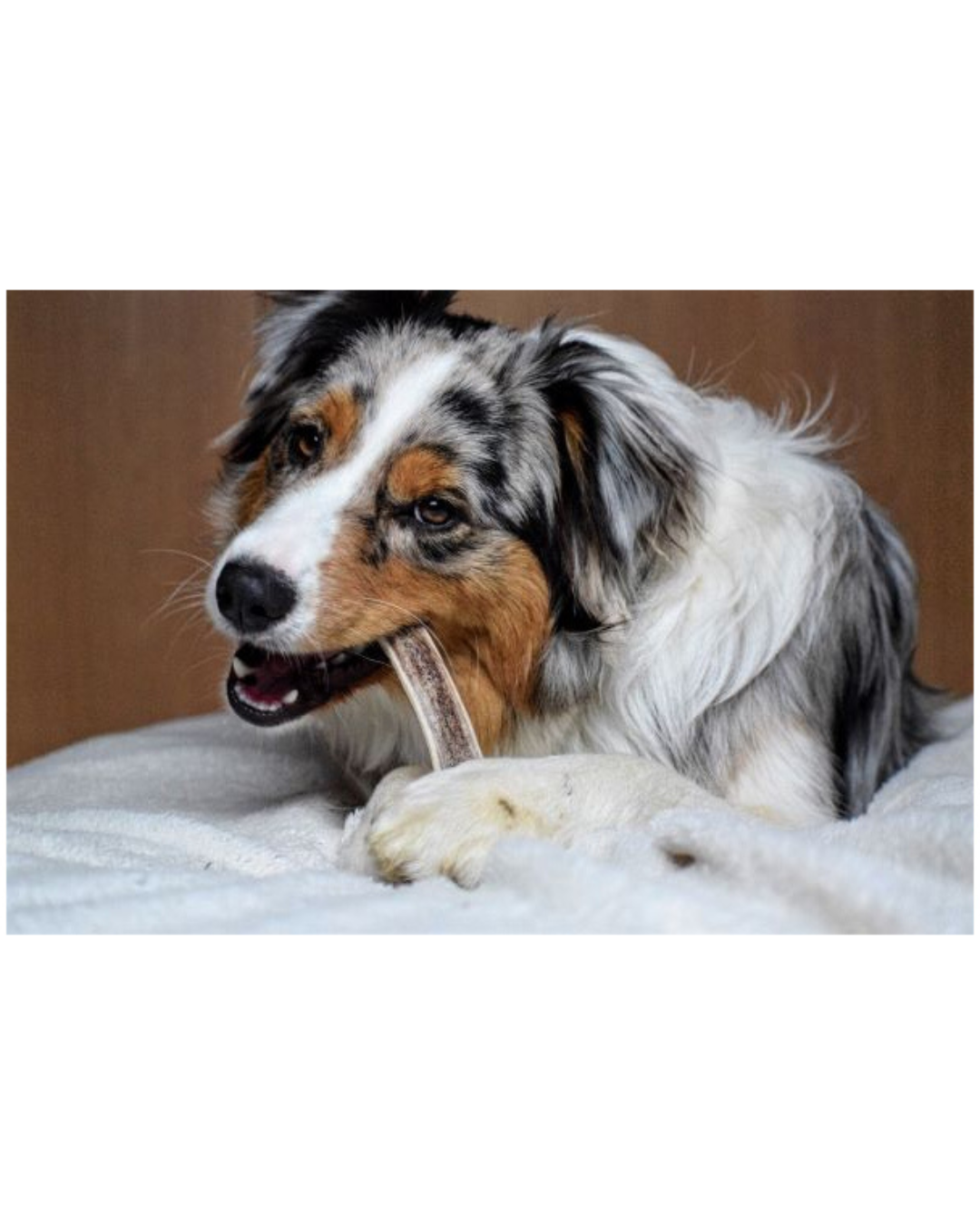 Quelle mastication choisir pour son chien selon sa taille et sa mâchoire ?