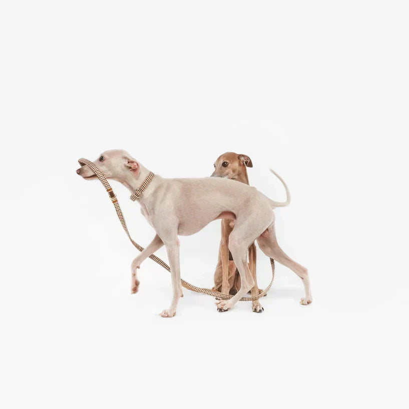 Harnais ou collier pour chien : comment choisir selon son chien ?