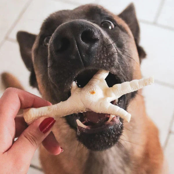Pourquoi la mastication est essentielle pour le chien ?
