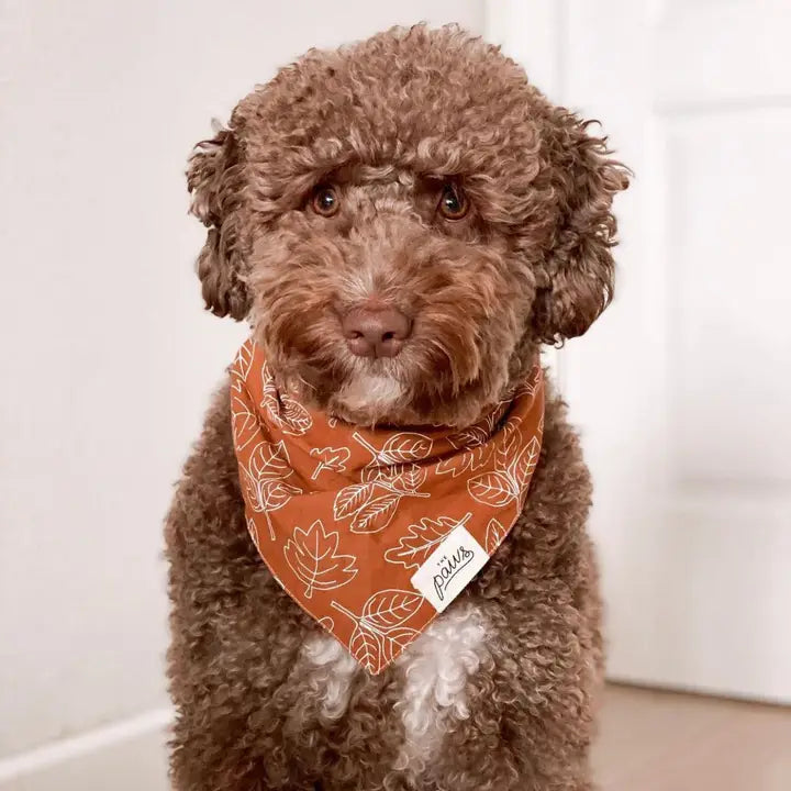 Bandana North Fall