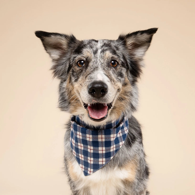 Bandana Winter