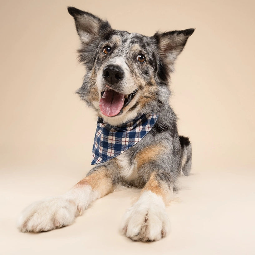 Bandana Winter