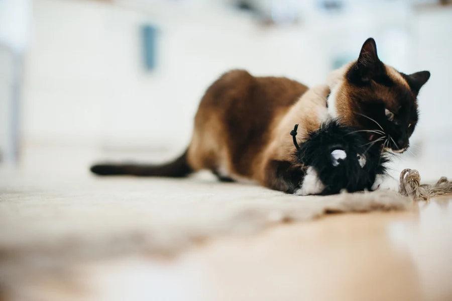 Feline Furball